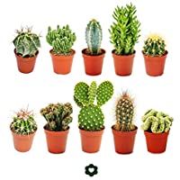 Conjunto de 10 cactus diferentes- con macetero de aproximadamente 5-5 cm8 cm a 15 cm.